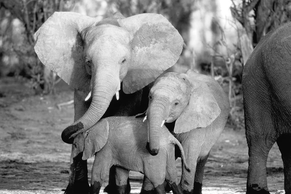 子象物語の画像