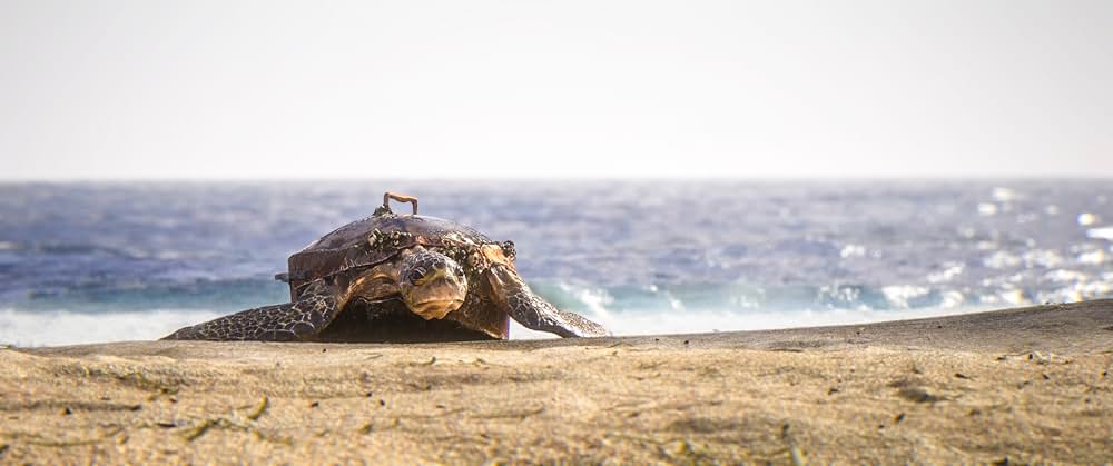 深海の光の画像