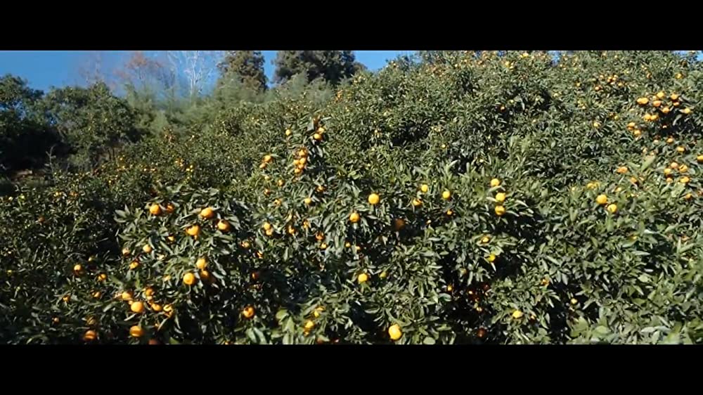 みかんの丘の画像