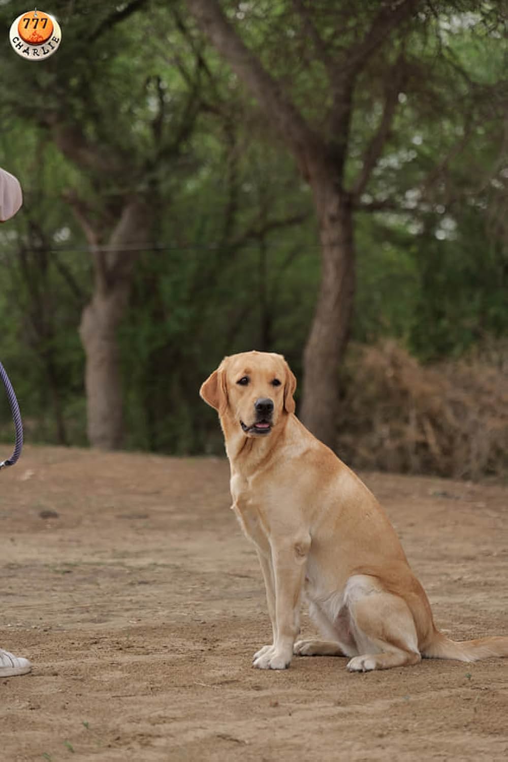 チャーリーの画像