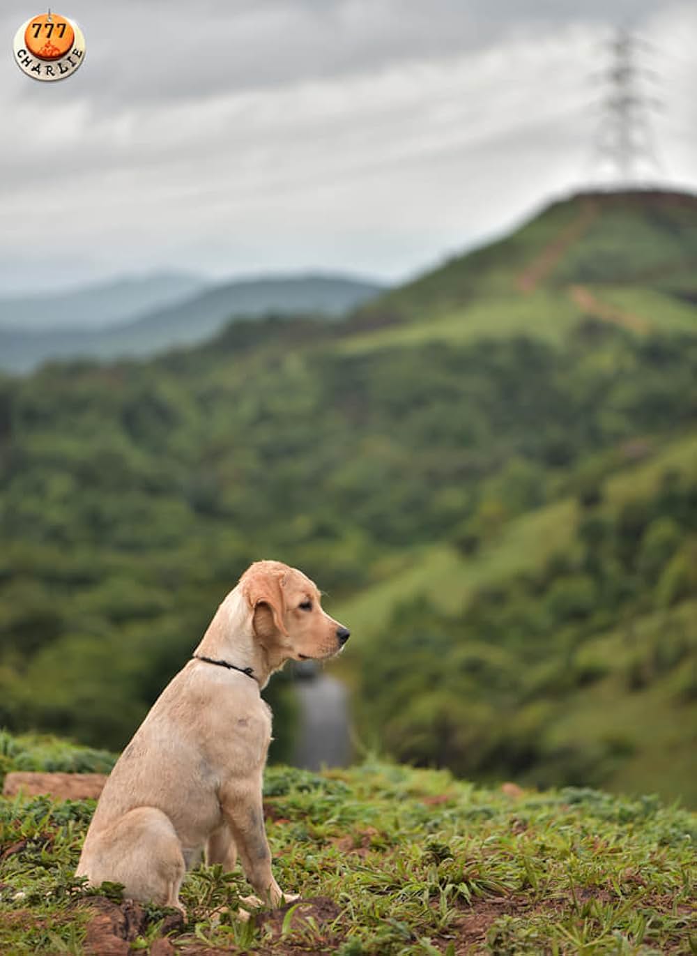 チャーリーの画像