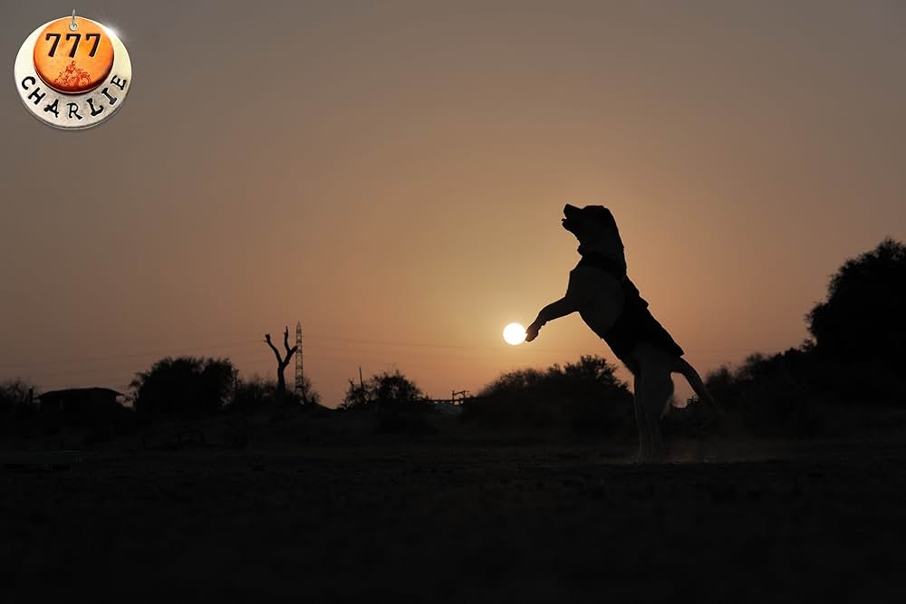 チャーリーの画像