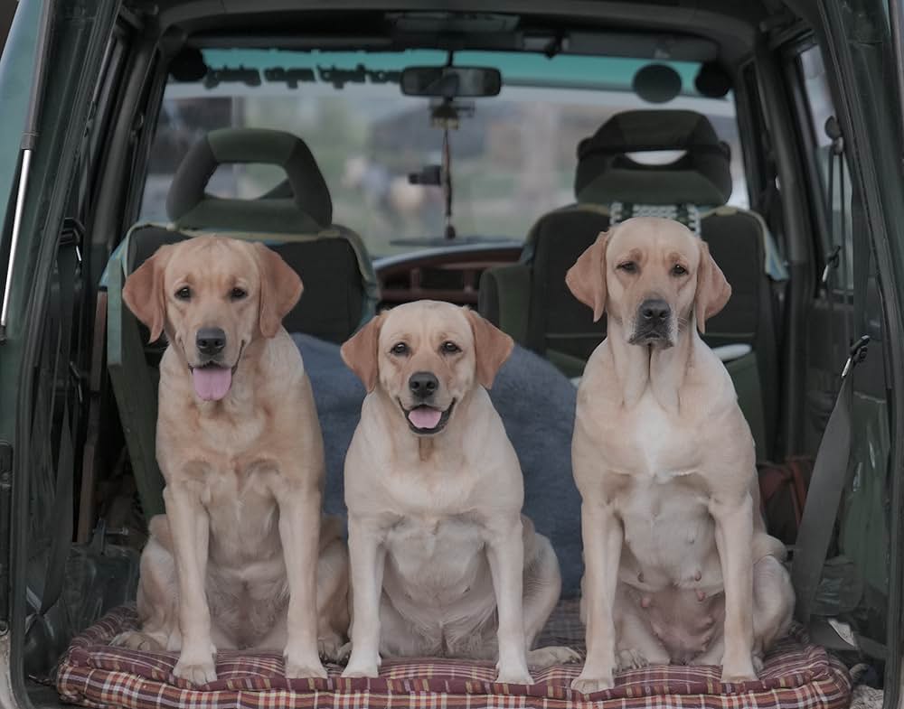 チャーリーの画像