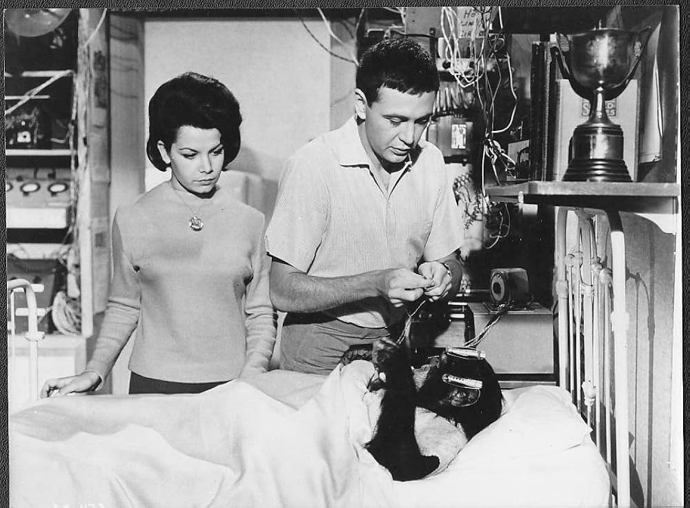 The Monkey's Uncle（原題）の画像