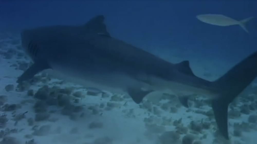 シャーク・ハンターの画像