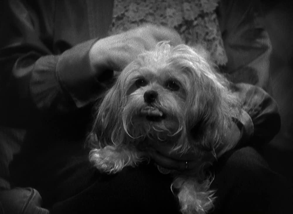 上海特急の画像