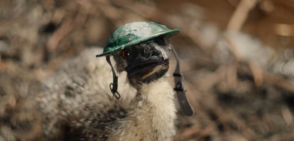 The Emu War（原題）の画像