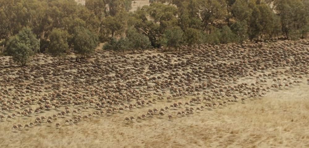 The Emu War（原題）の画像