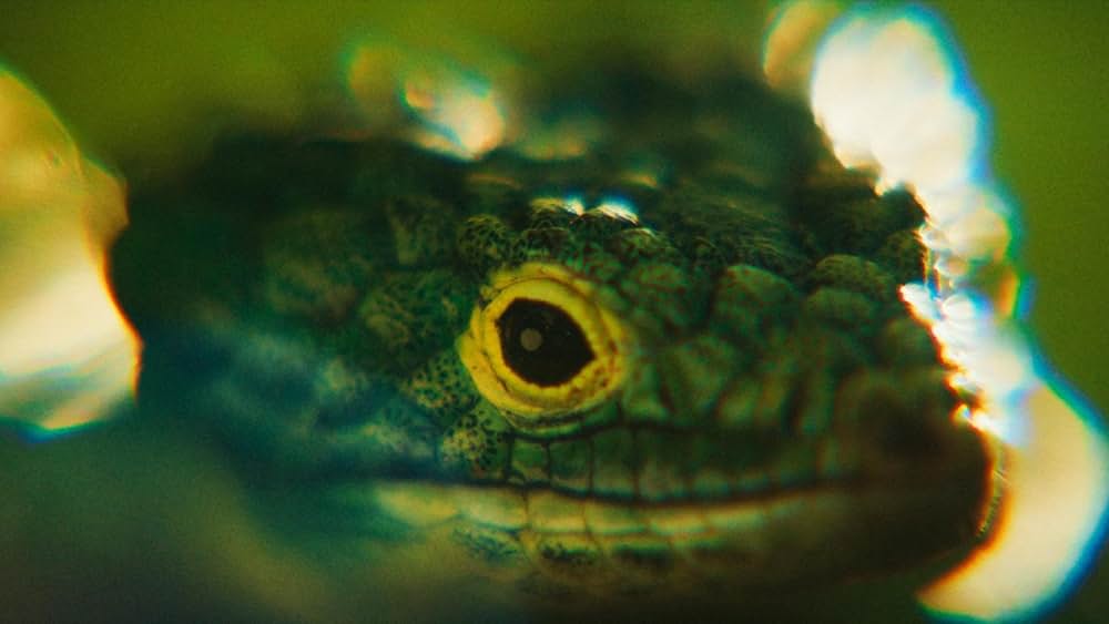 Blink Twice（原題）の画像