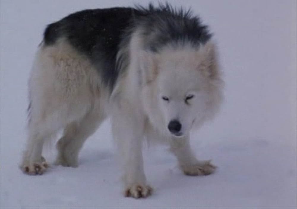 ブリザードの画像