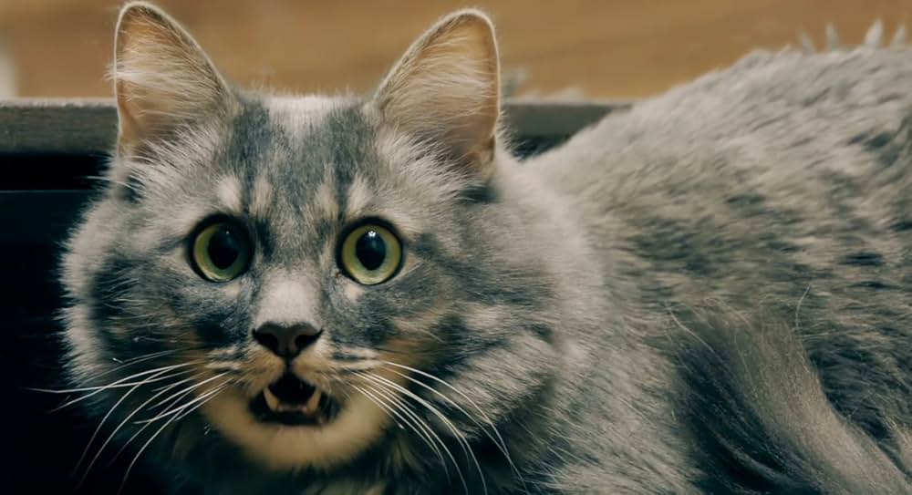 Catnado（原題）の画像