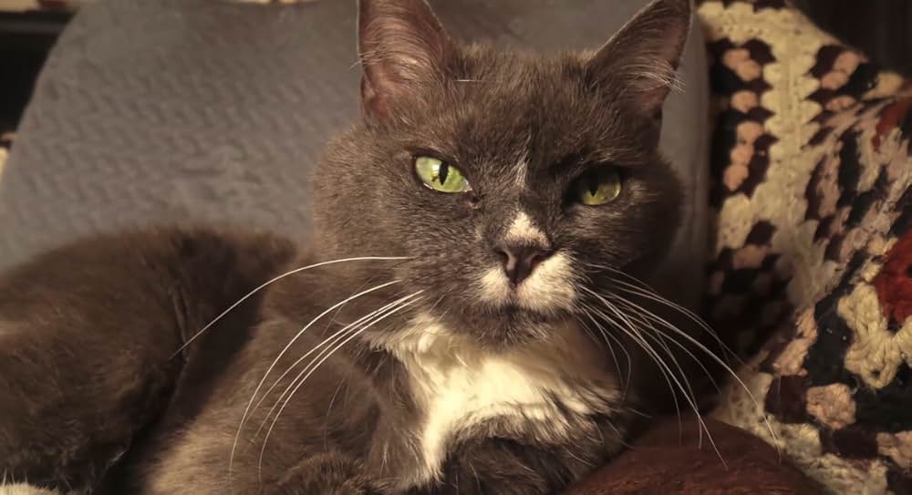 Catnado（原題）の画像