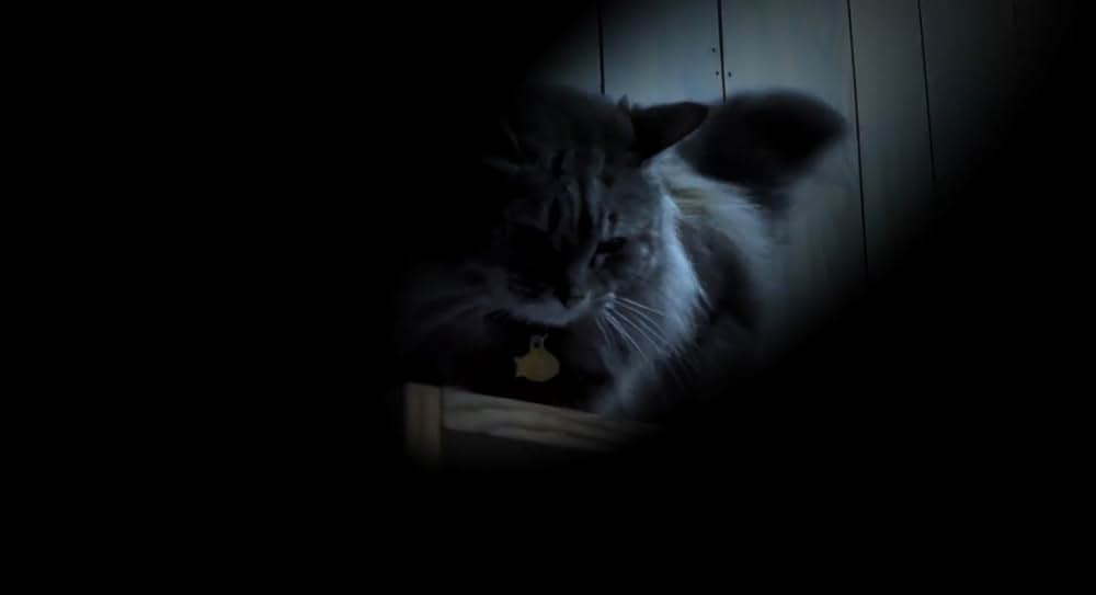 Catnado（原題）の画像