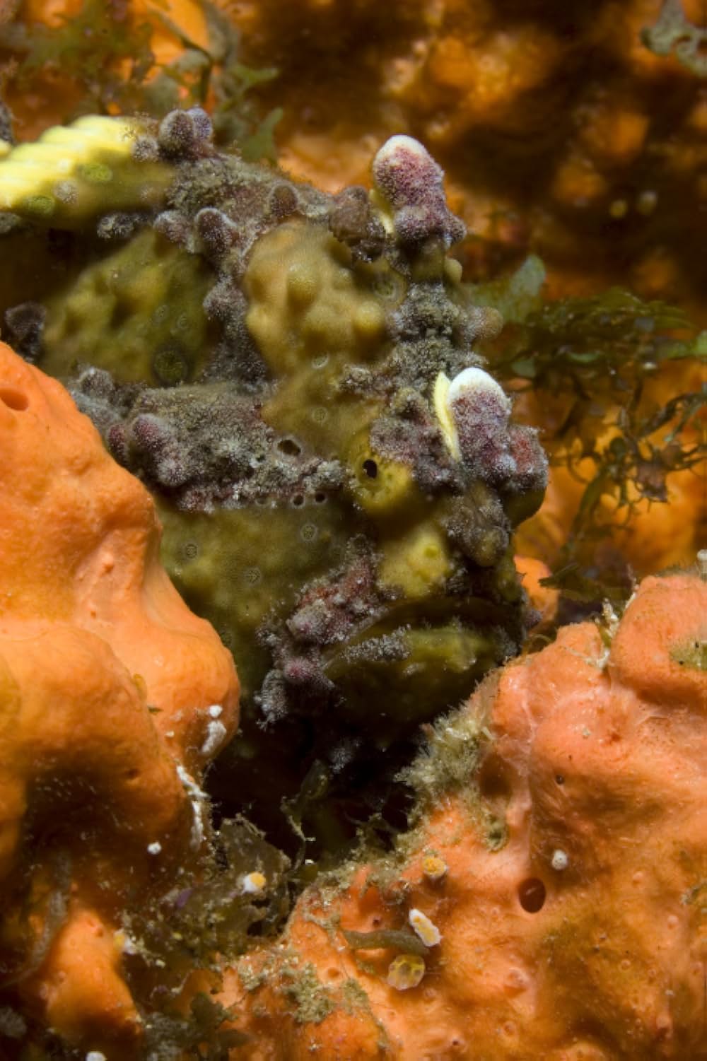 ブルーオアシスIII 3Dの画像