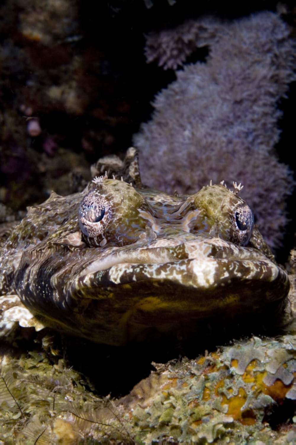 ブルーオアシスIII 3Dの画像