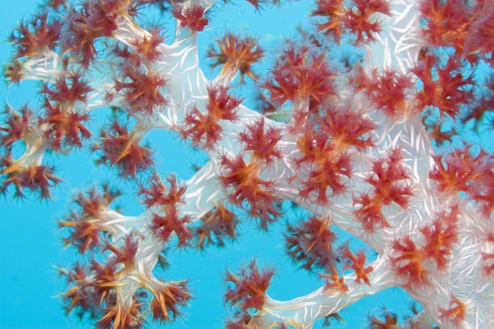 ブルーオアシスIII 3Dの画像