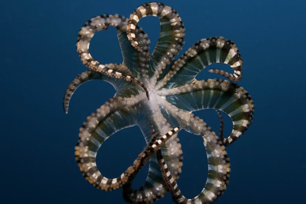 ブルーオアシスIII 3Dの画像