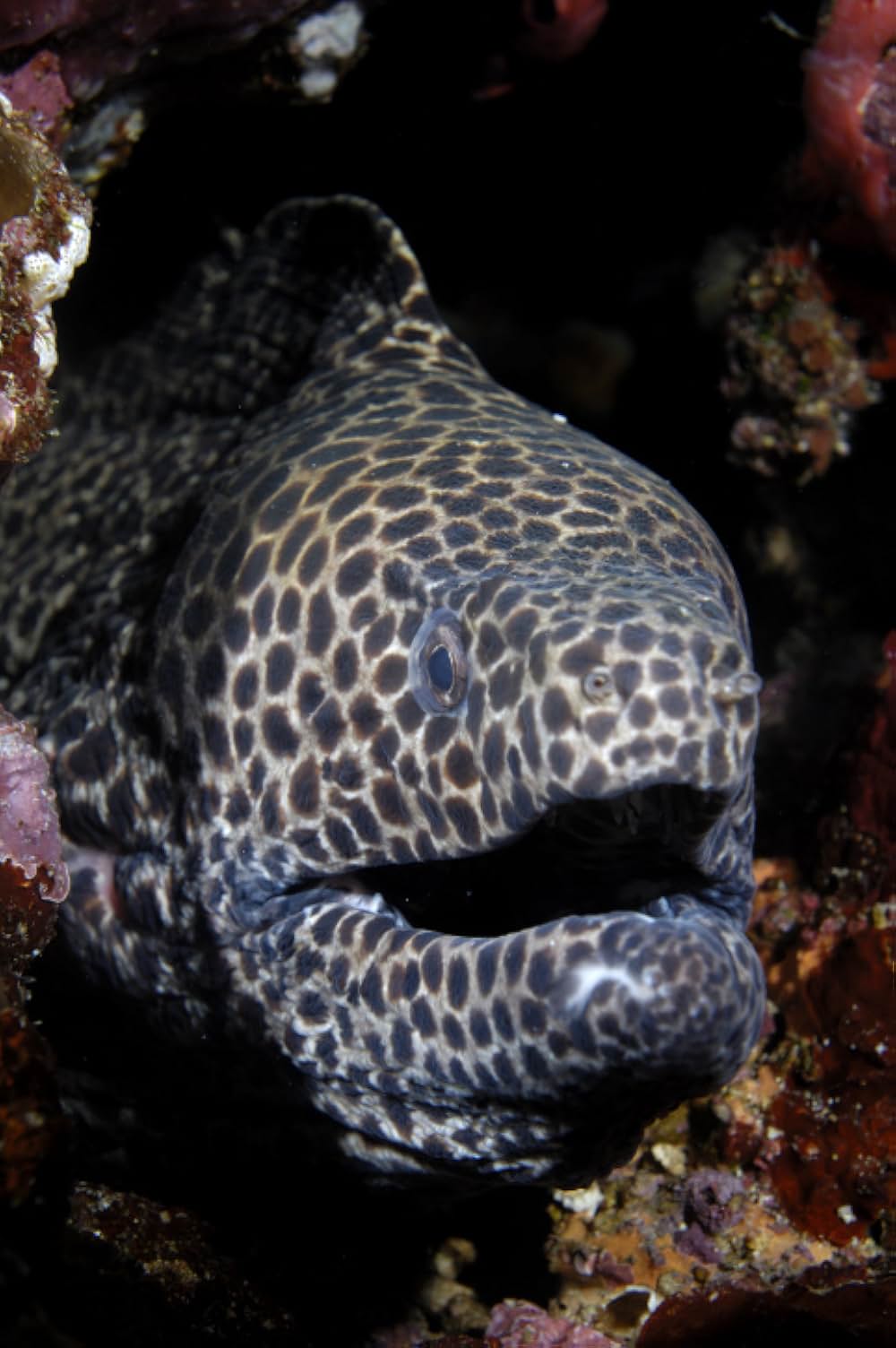 ブルーオアシスIII 3Dの画像