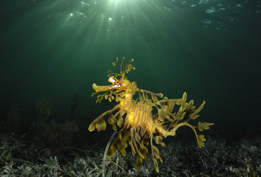 ブルーオアシスIII 3Dの画像