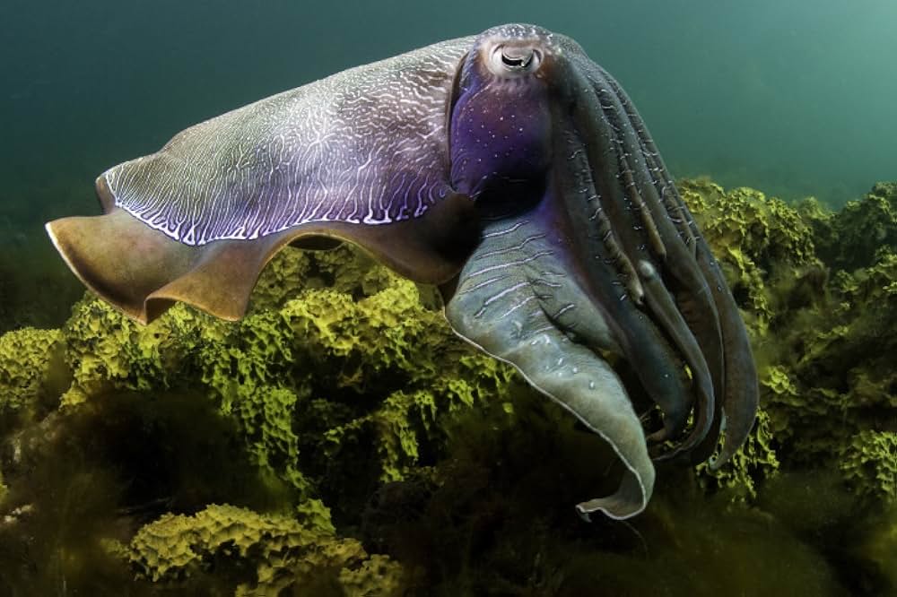 ブルーオアシスIII 3Dの画像