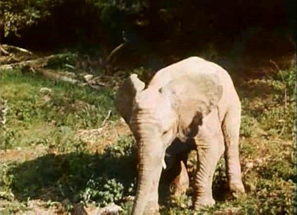 エロチカル・アフリカ／ジャングル・エロティックの画像