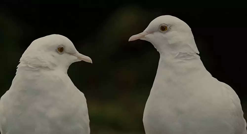 ノア 約束の舟の画像