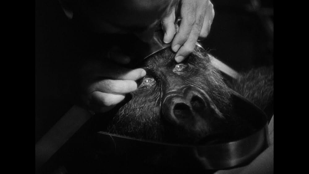 復讐のゴリラ男の画像