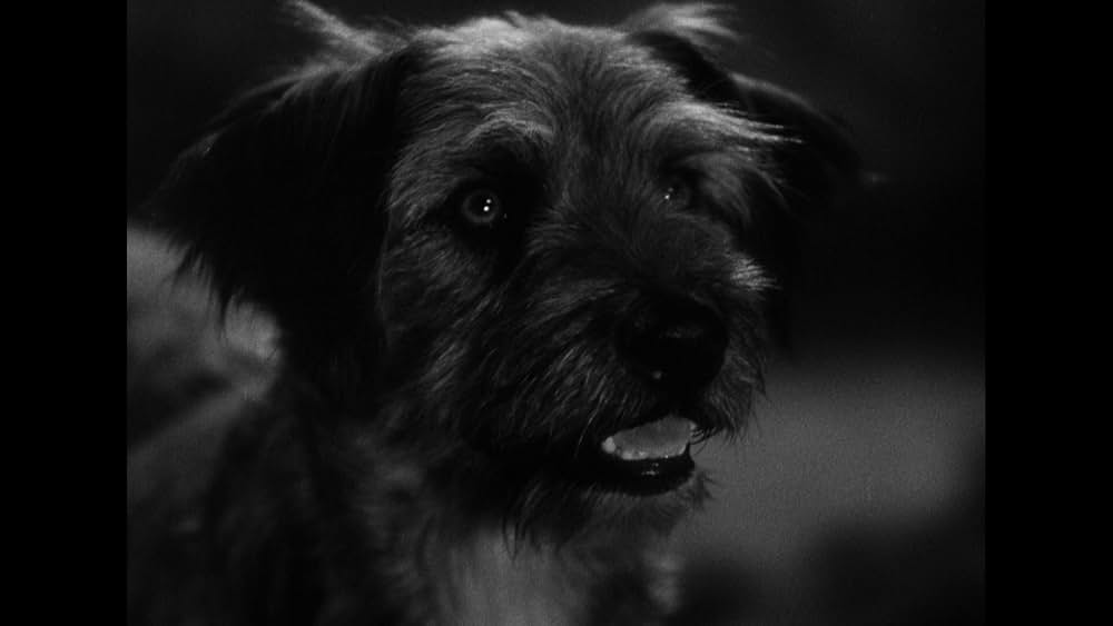 復讐のゴリラ男の画像