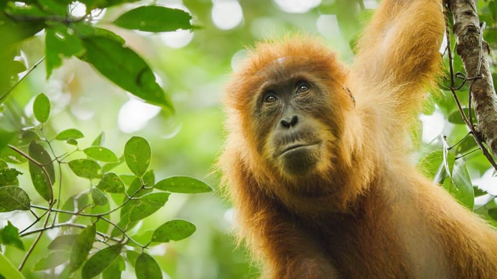 オランウータンの知られざる暮らしの画像