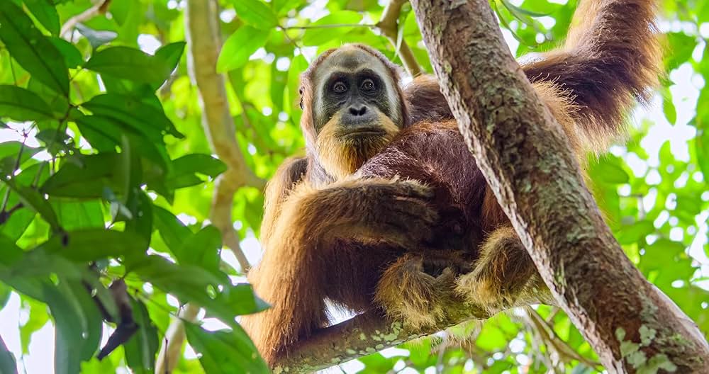 オランウータンの知られざる暮らしの写真