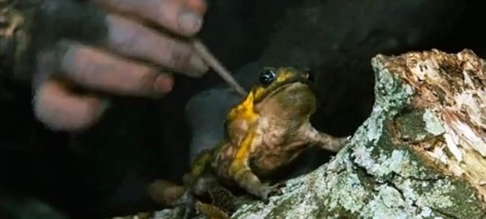 アポカリプトの画像