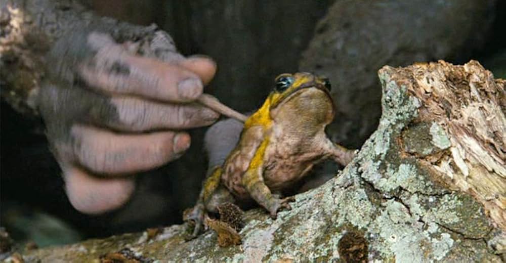 アポカリプトの画像