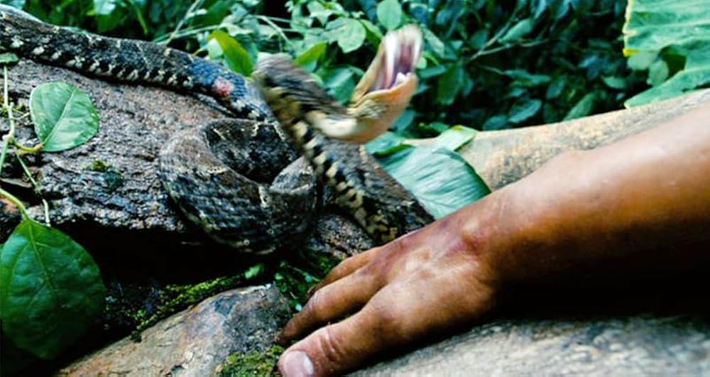 アポカリプトの画像