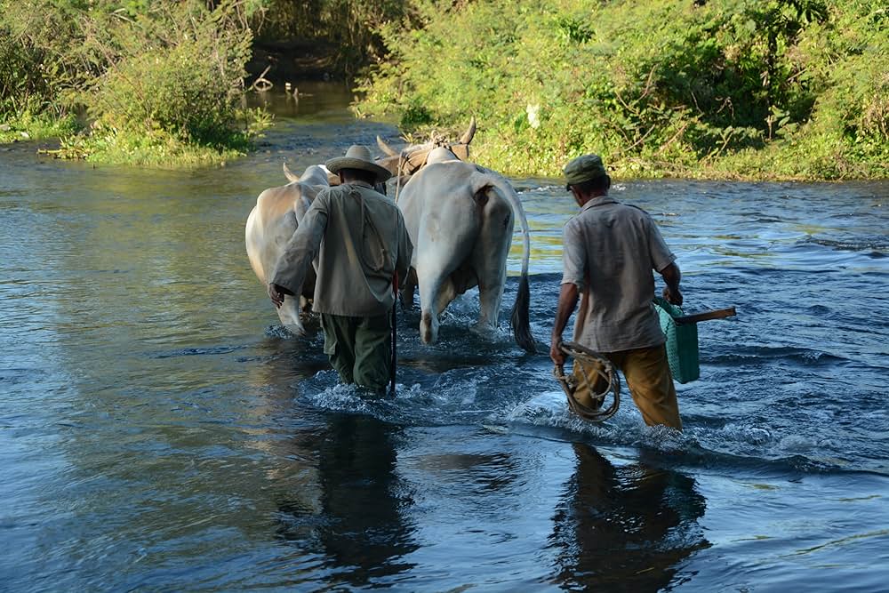 マンボ・マンの画像
