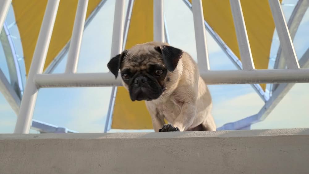 サンディ・チークスのビキニタウン救出大作戦の画像