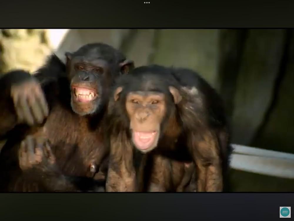 「ハッピーフィート2 踊るペンギンレスキュー隊」の画像