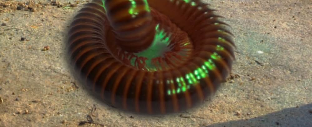 ロード・オブ・モンスターズ 怪獣帝国の画像