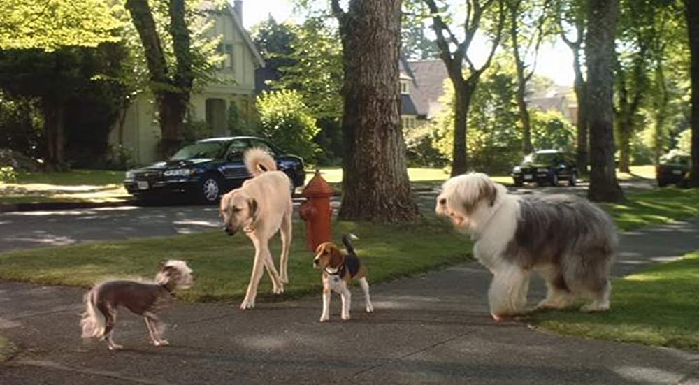 「キャッツ&ドッグス」アレック・ボールドウィン & トビー・マグワイア & ジョー・パントリアーノ & マイケル・クラーク・ダンカンの画像