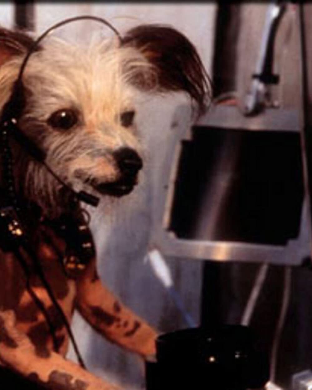 「キャッツ&ドッグス」ジョー・パントリアーノの画像