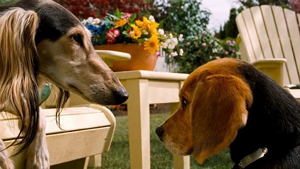 「キャッツ&ドッグス」スーザン・サランドン & トビー・マグワイアの画像