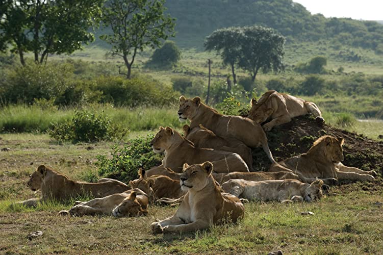 ディズニーネイチャー サバンナを生きる百獣の王の画像