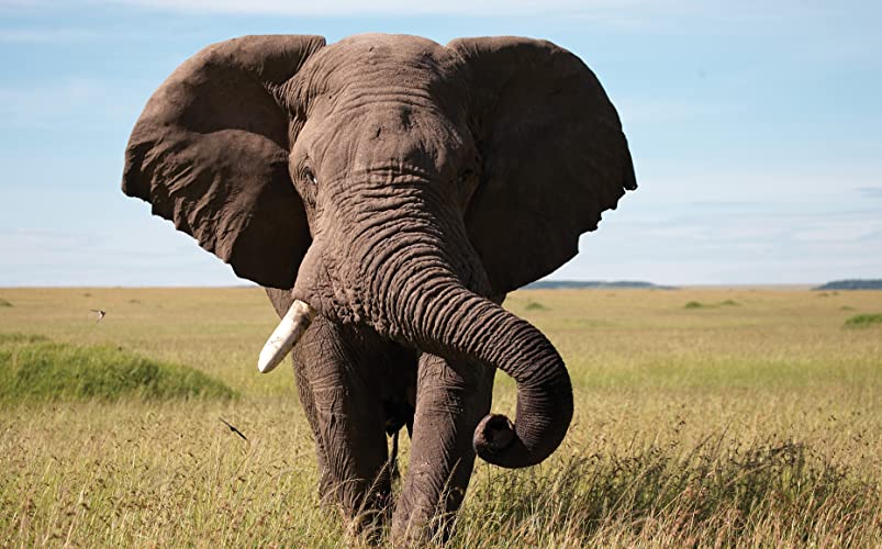 ディズニーネイチャー サバンナを生きる百獣の王の画像