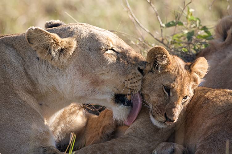 ディズニーネイチャー サバンナを生きる百獣の王の画像
