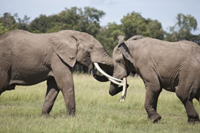 「ディズニーネイチャー サバンナを生きる百獣の王」キース・スコーリーの画像