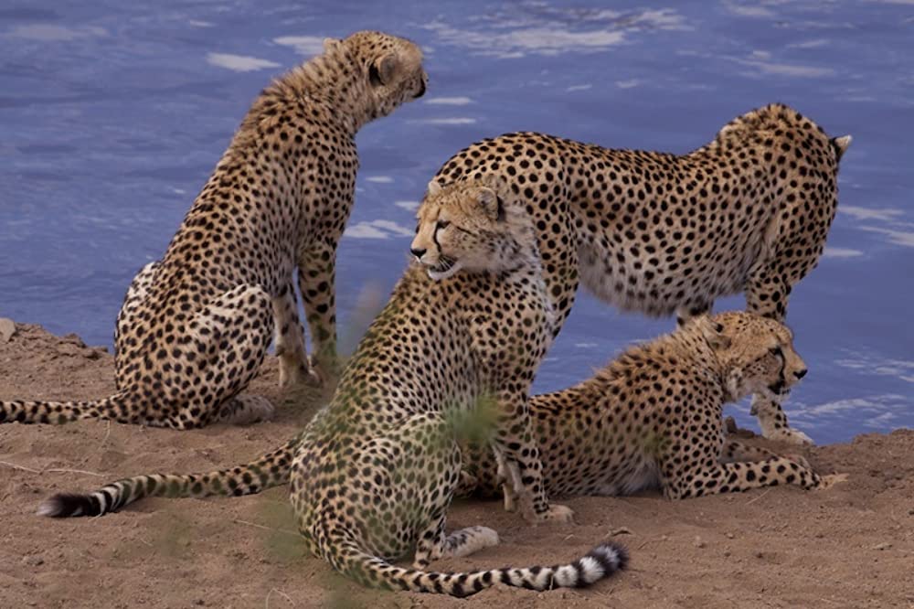 ディズニーネイチャー サバンナを生きる百獣の王の画像