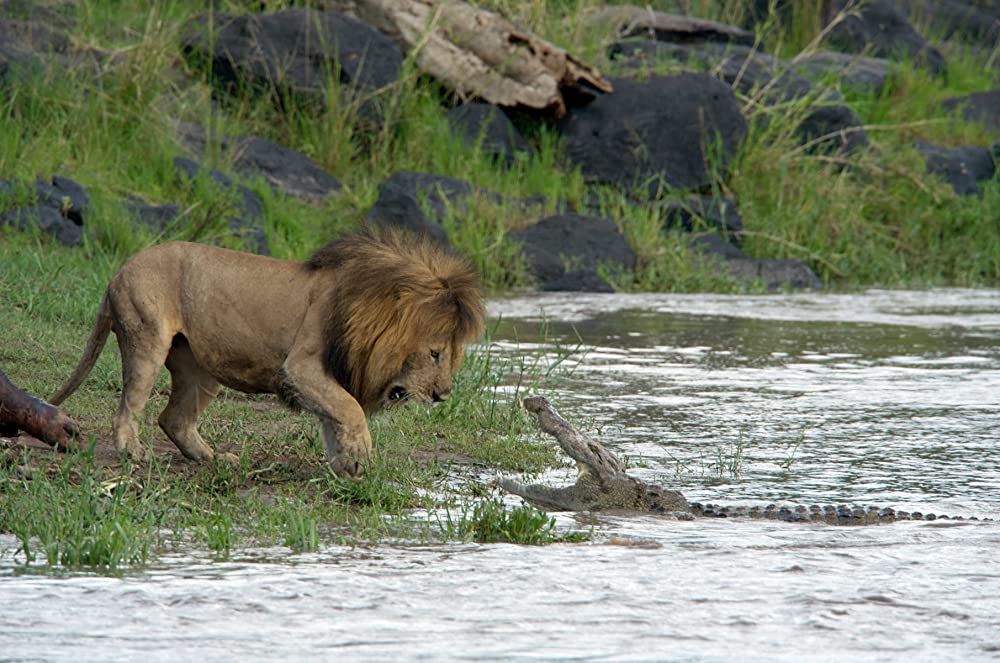 ディズニーネイチャー サバンナを生きる百獣の王の画像