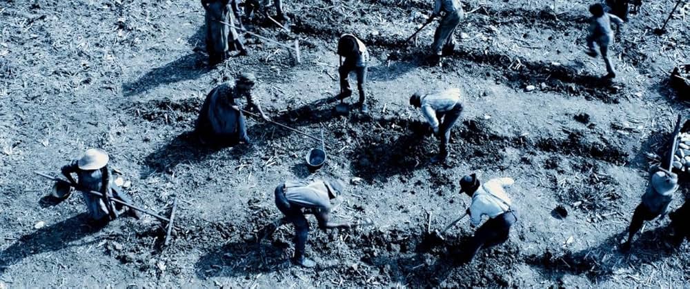 ハリエットの画像