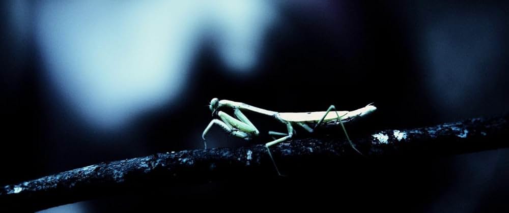 ハリエットの画像