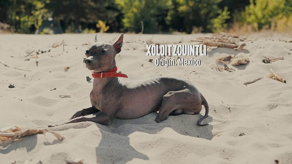 教えて? イヌのココロの画像