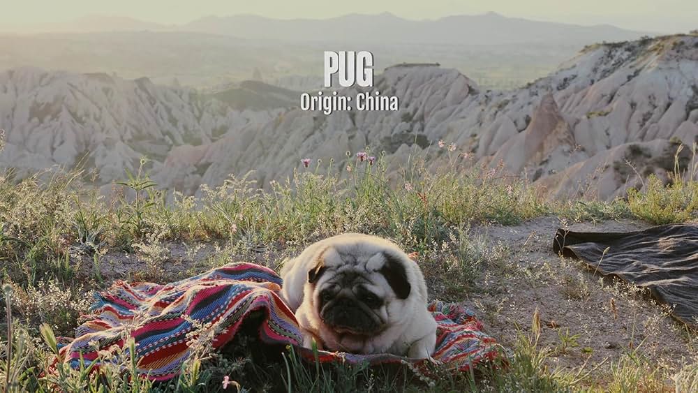 教えて? イヌのココロの画像